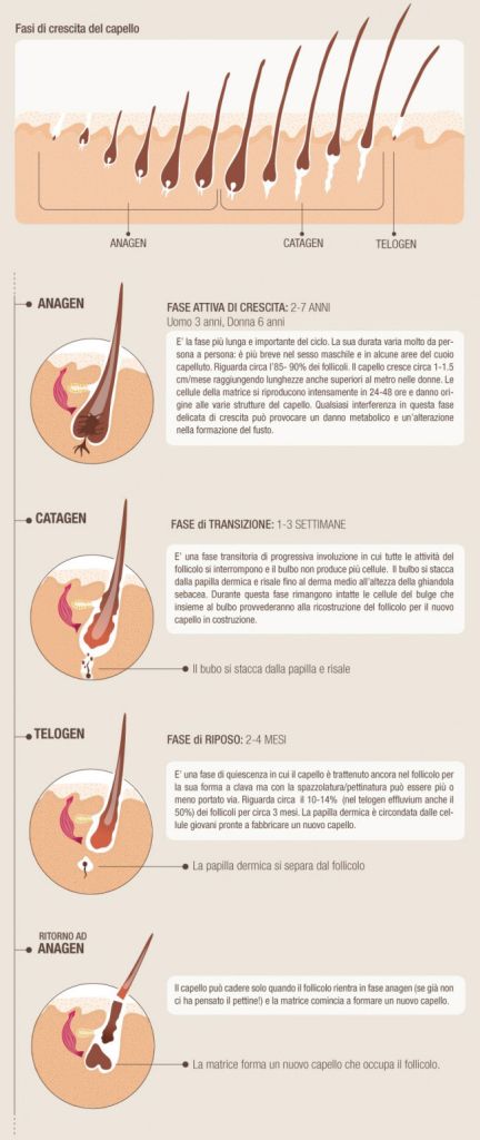 Capelli primavera telogen